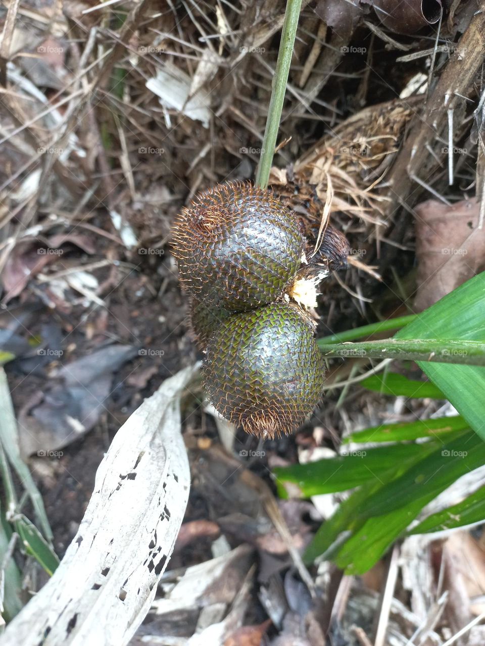 Salak is a type of palm fruit commonly eaten