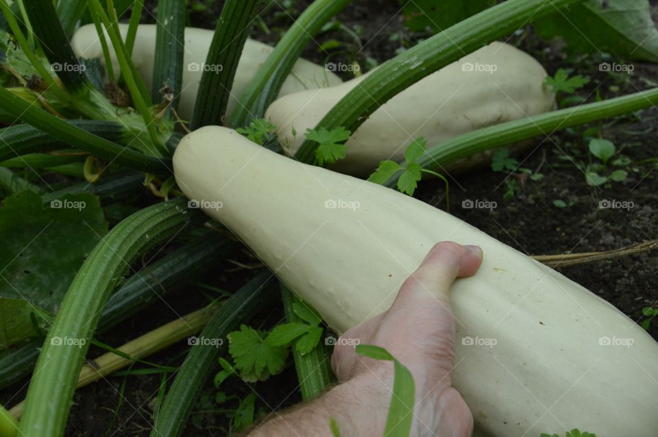 Man harvesting squash at field