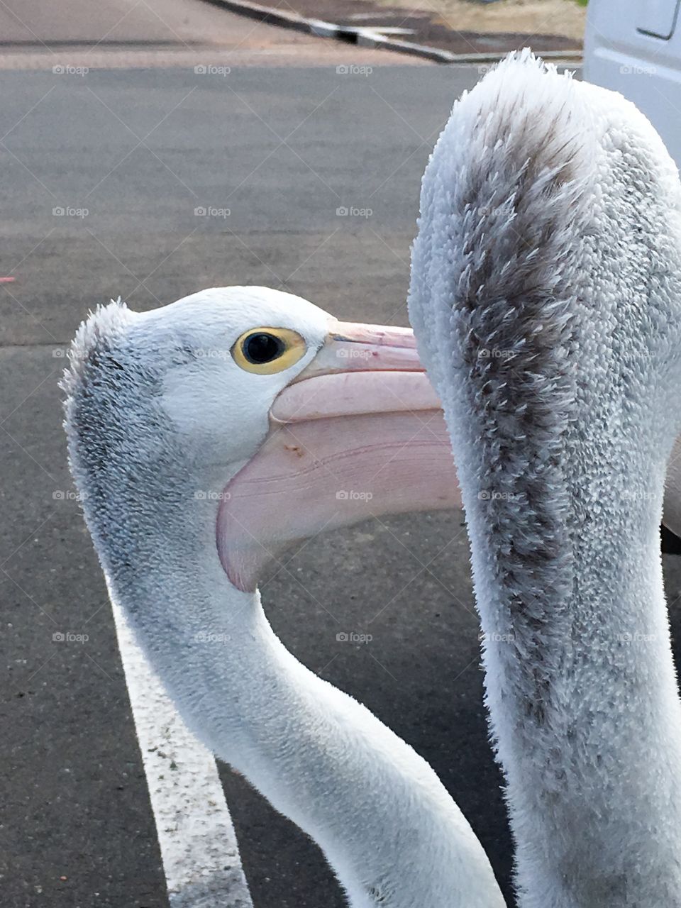 Grey feathered Pelicans head and necks 