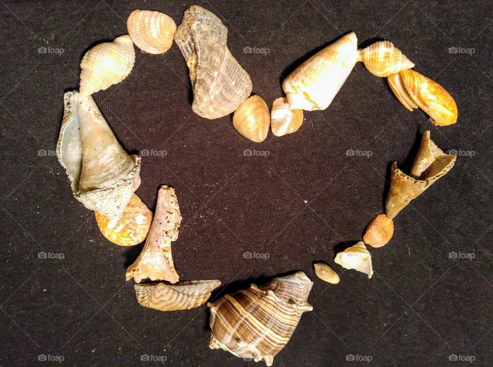 Love Sea Shells