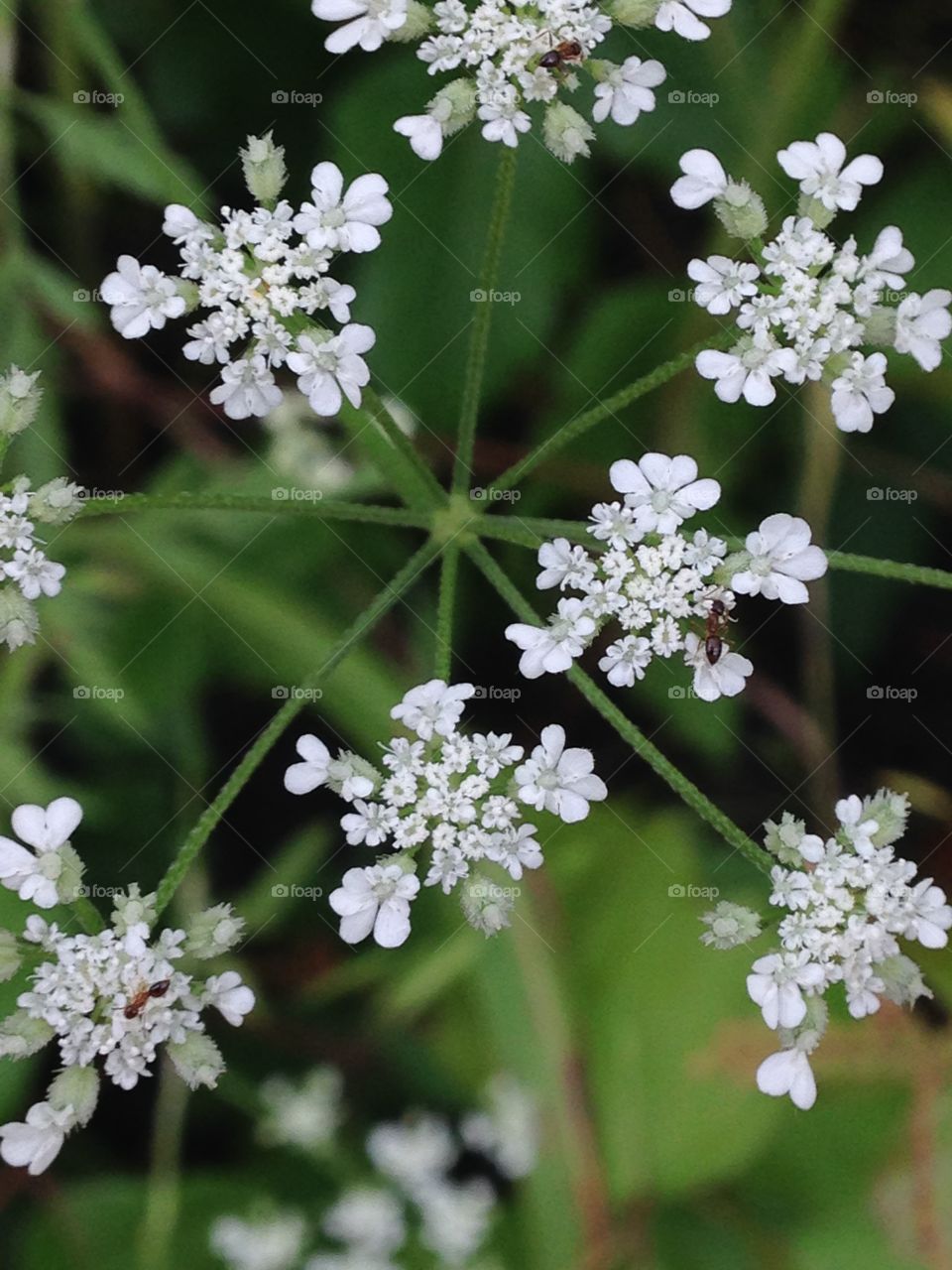 Pretty in white. White wild flowers 