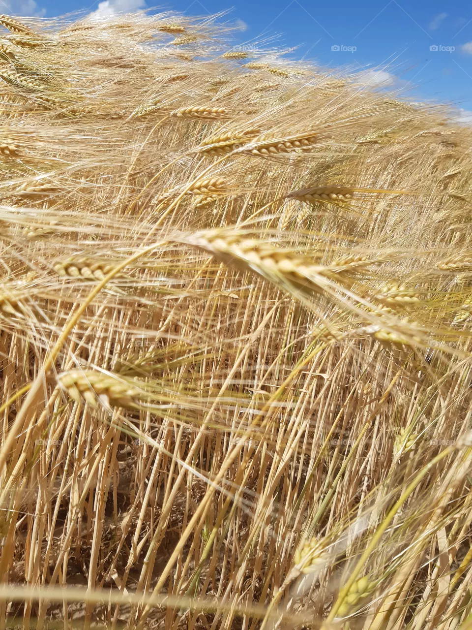Corn field