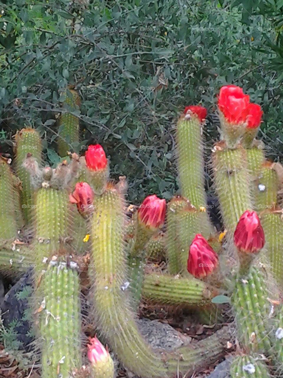 cactus flowers