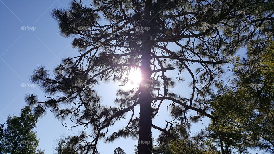 Peeking through the trees