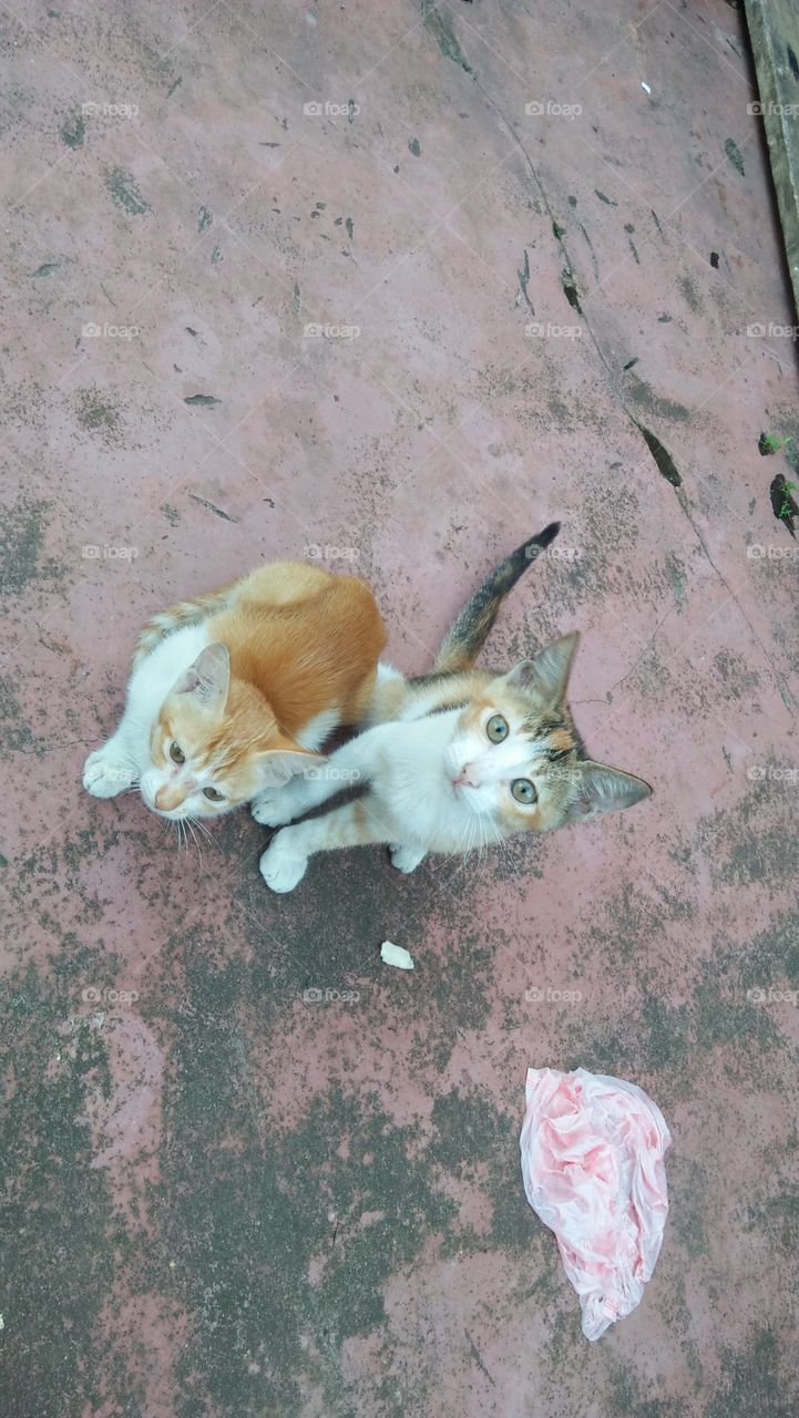 2 Cat