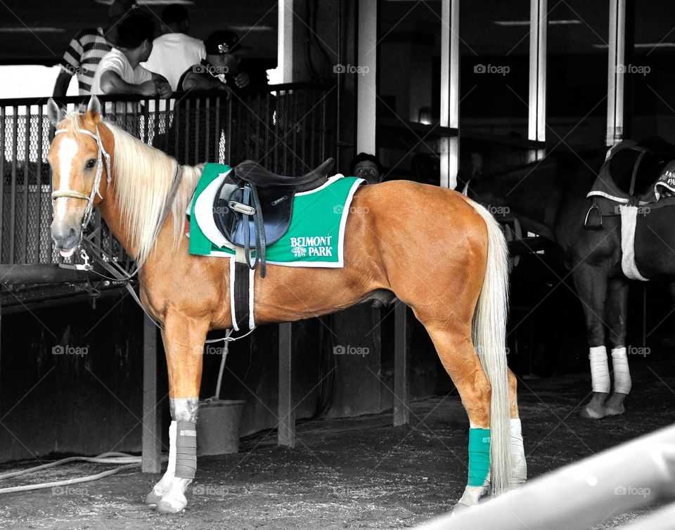 Palomino Pony at Belmont Park. This beautiful Palomino pony belongs to an Outrider at Belmont Park. The buckskin coat and blonde mane are gorgeous. 