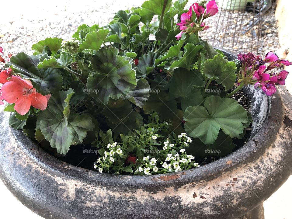 Container gardening with a rustic pot