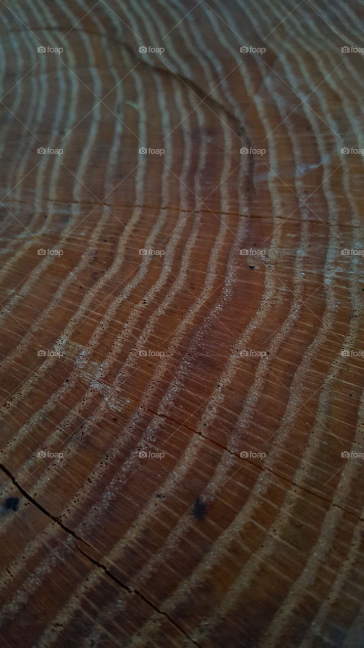 Closeup wood texture pattern