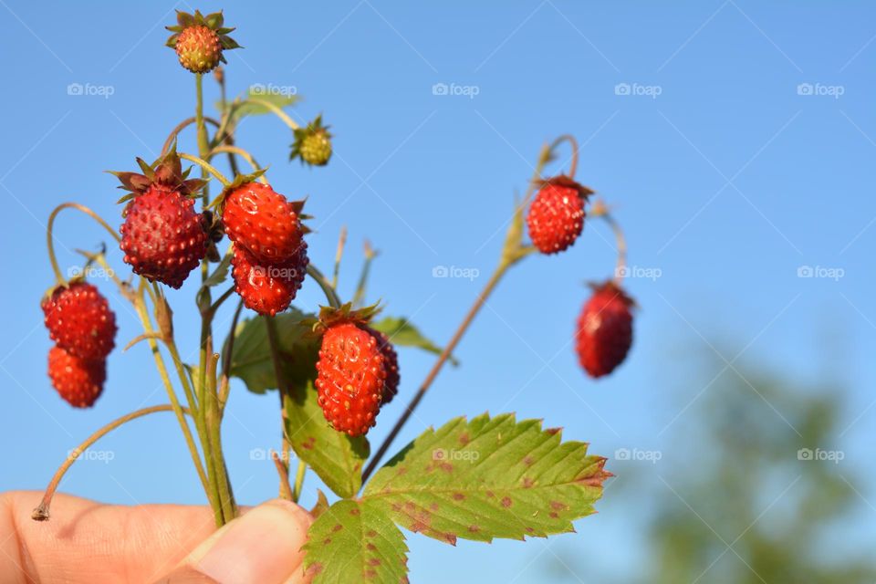 wild strawberries on a branch in the hand blue sky background, tasty summer food