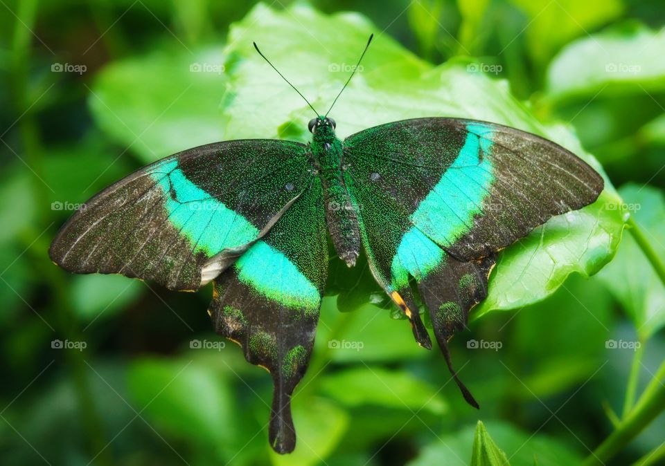 Green butterfly 