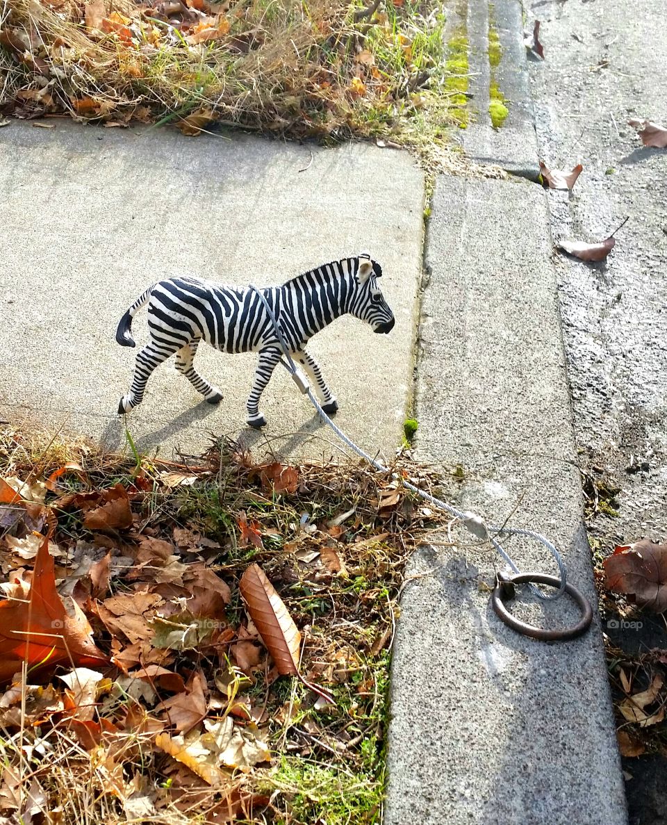 Zany Zebra. This is how my neighborhood does pets. Keep Portland Weird.