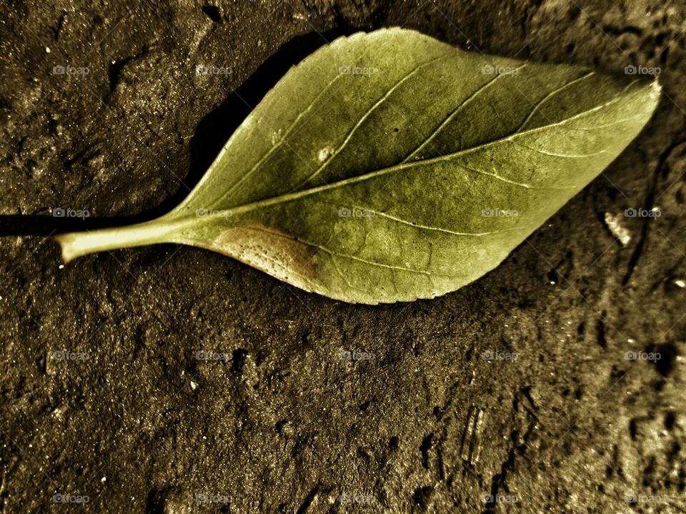 leaf