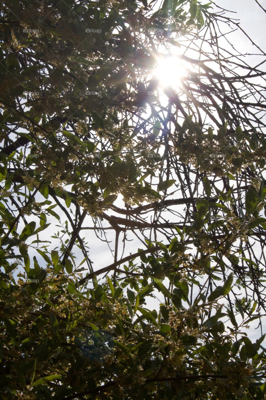 Sun peeking through branches