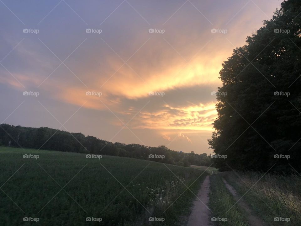 Path in Hayfield Tree’s and Sunset