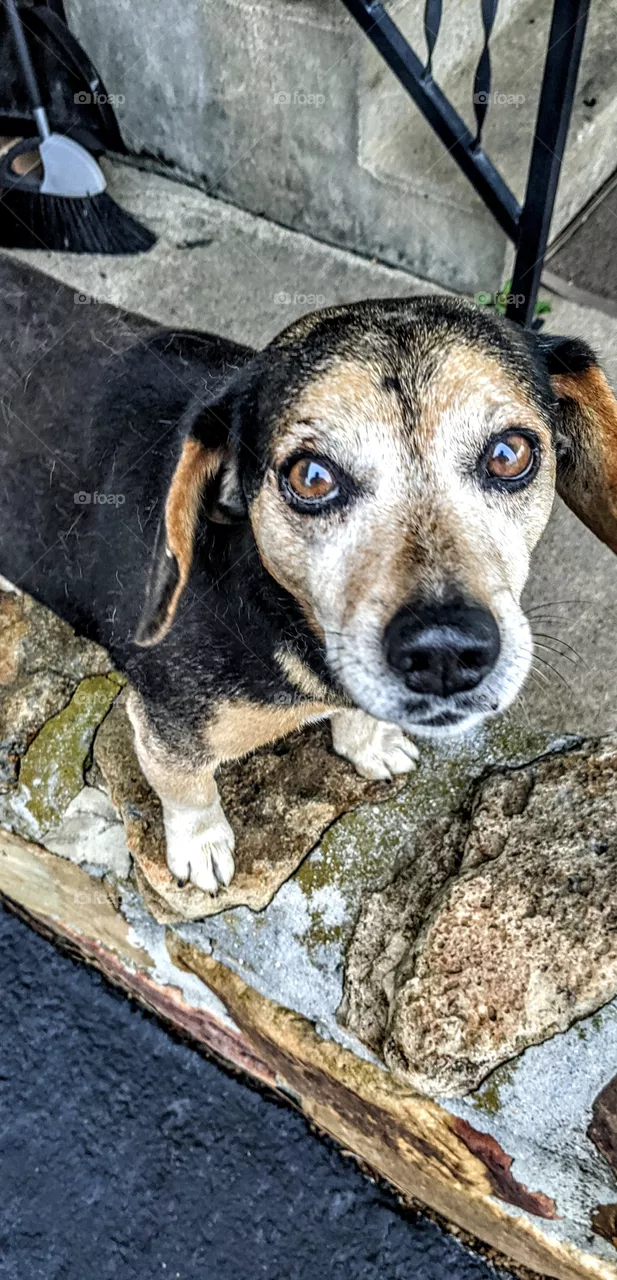 beagle