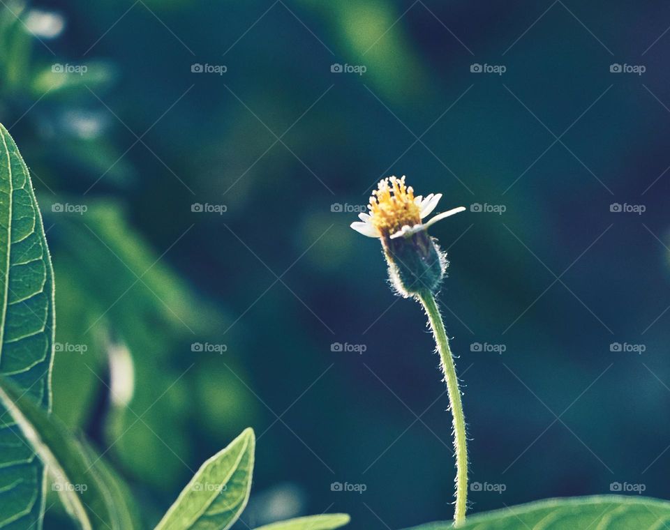 coat button flower