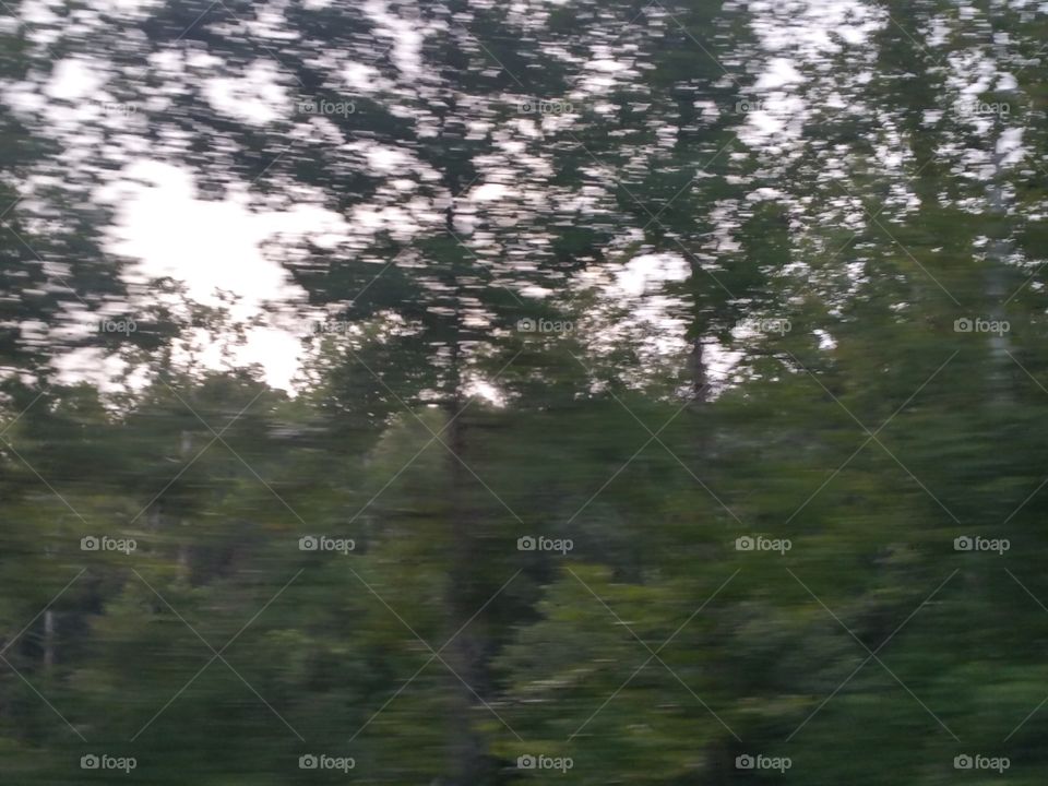 Tree, Landscape, Nature, No Person, Wood