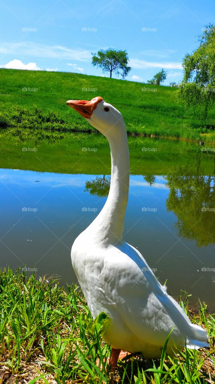 China Goose. This goose seems to love to pose