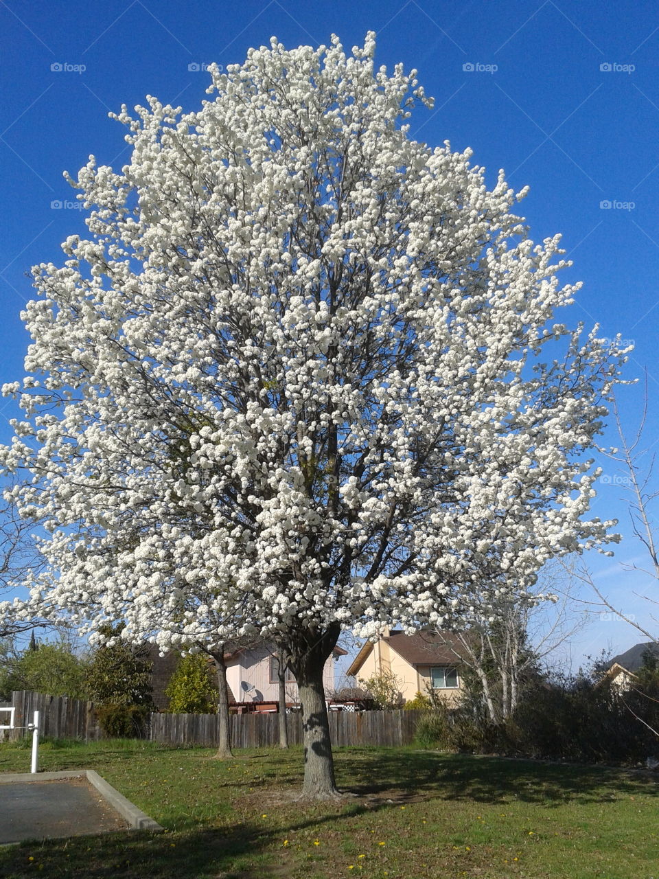 Cotton Looking Tree