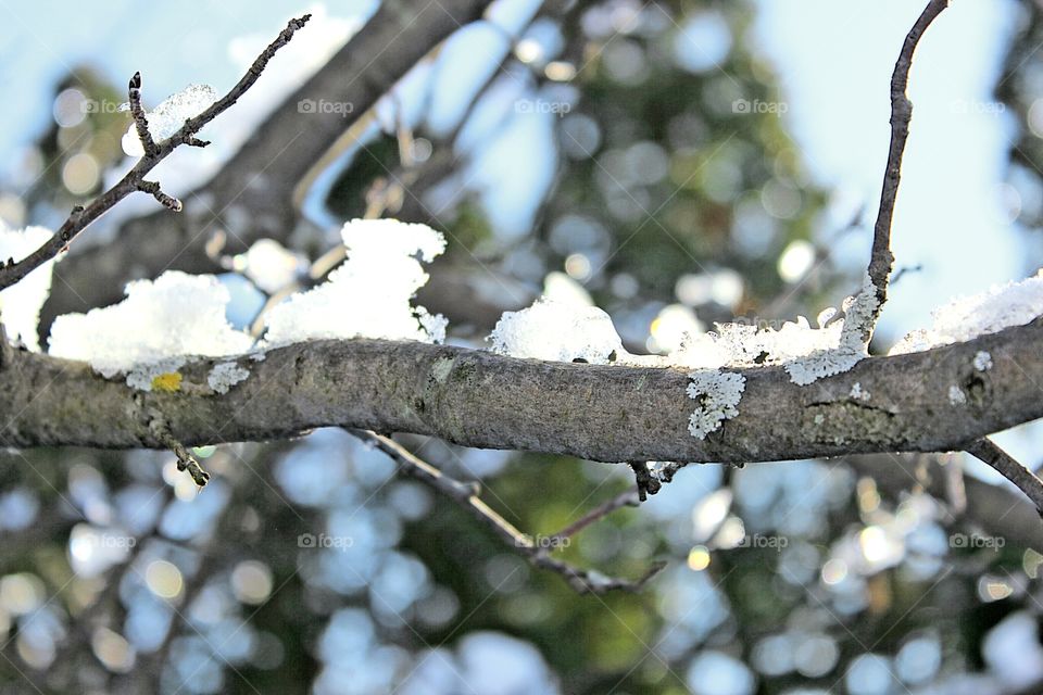 Ice forming on tree branch