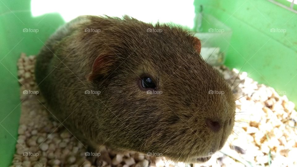 Pequeño hamster curioso