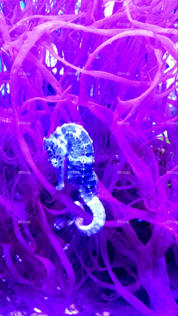 Seahorse By Whitney Dye