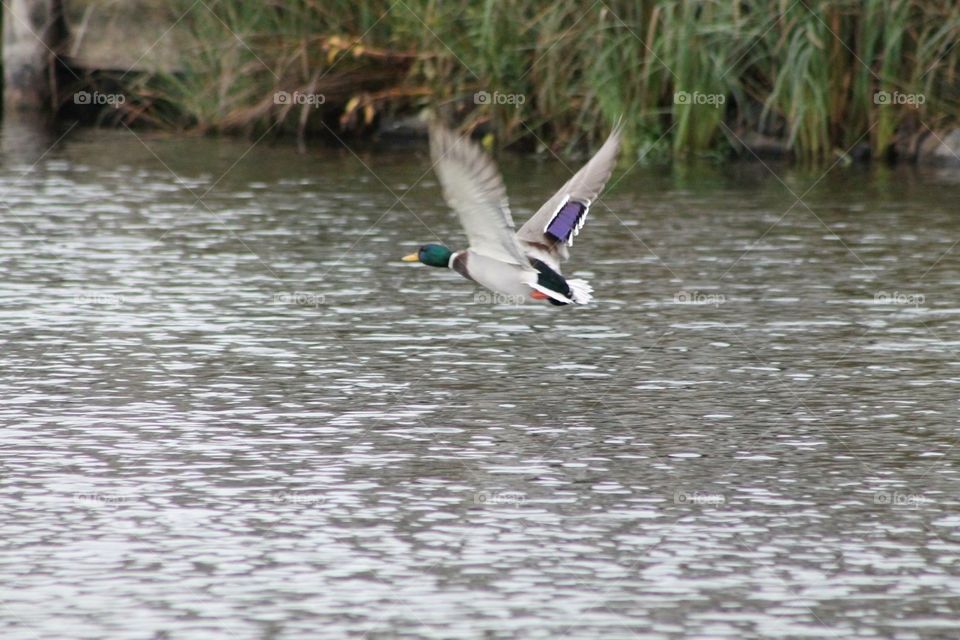 Duck flying . Duck in flight