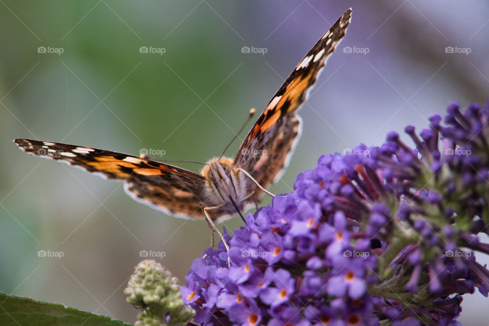 Painted lady butterfly close up macro