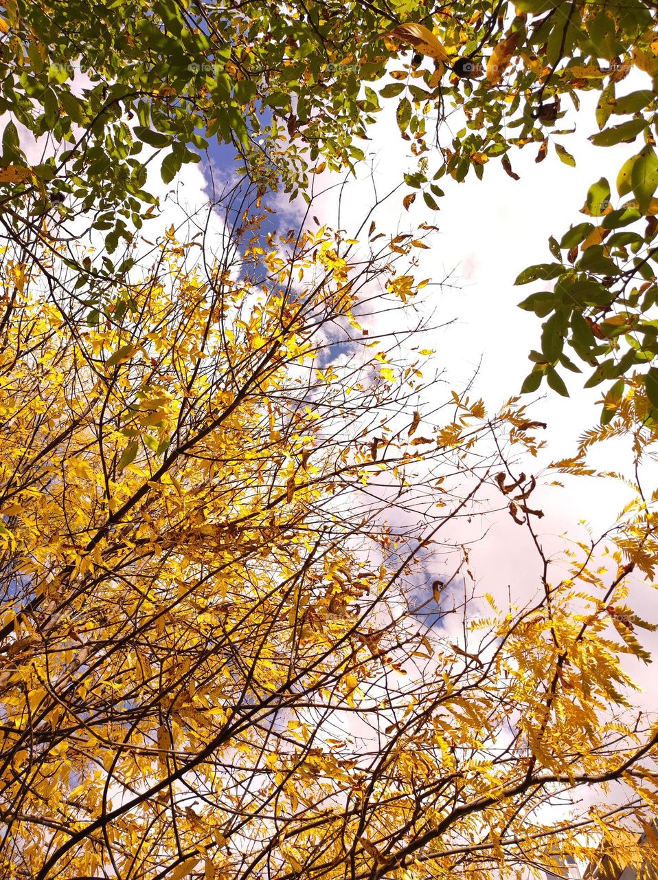 Yellow and green leaves in the autumn / Autumn captured in the sky / Colourful leaves