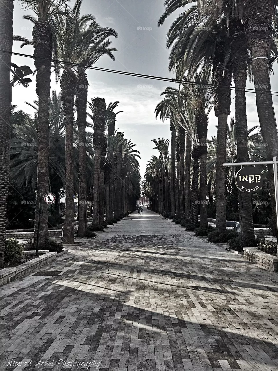 tree road