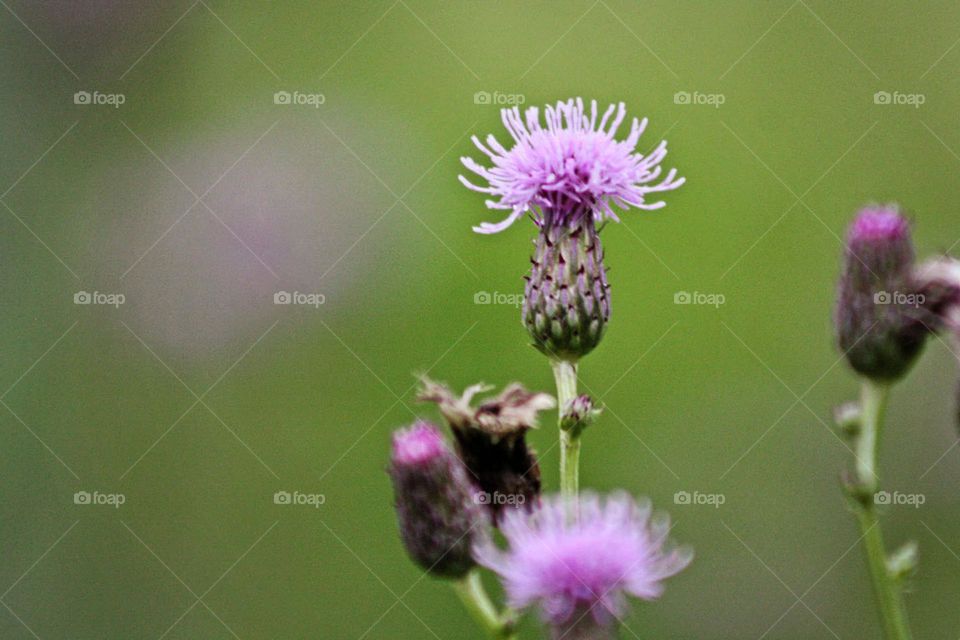 Wild fuzzy purple plant blooming