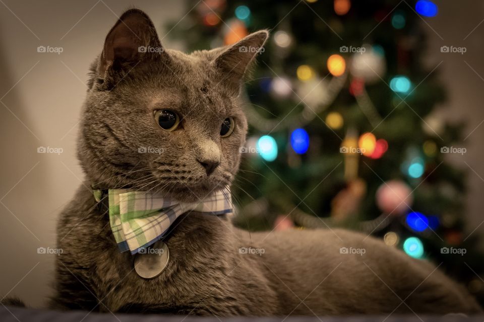 Foap, A Week in Holidays: The family pet dresses up to be spiffy for the holidays. 