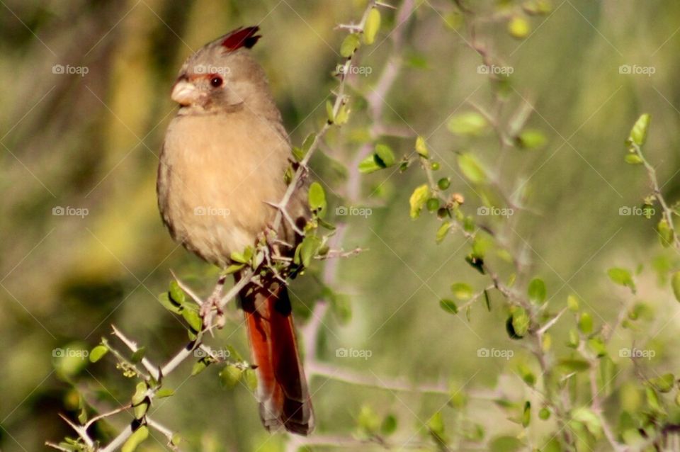 Female cardinal 