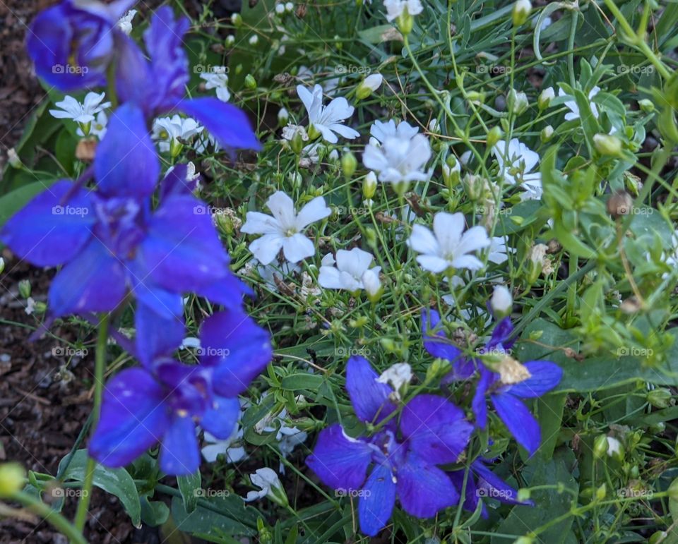 Purple and white flowers