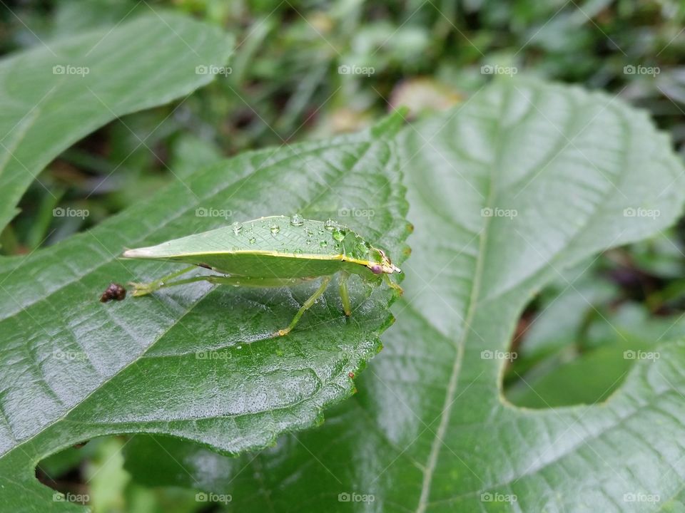 Green Tree Cricket