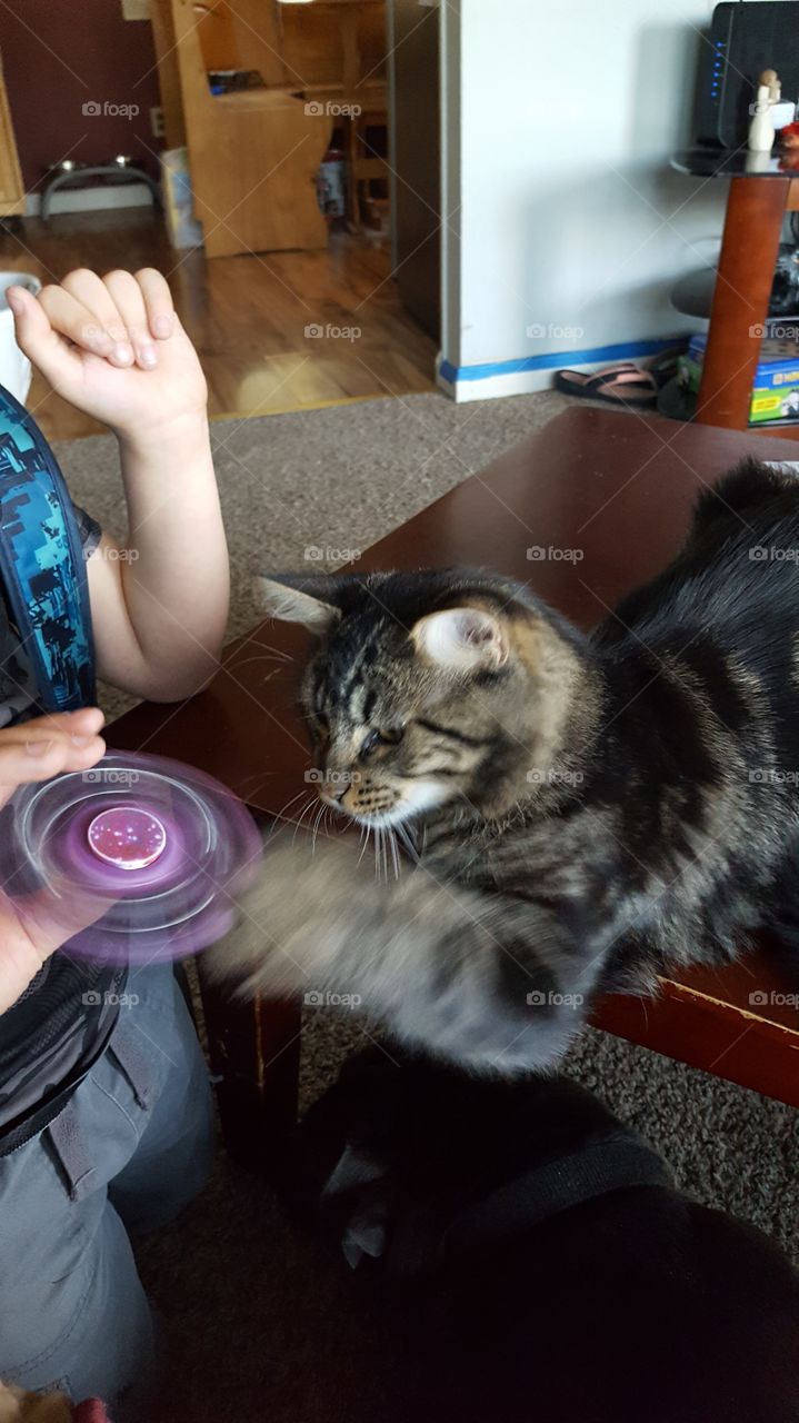 Spinner Fun with Kitty