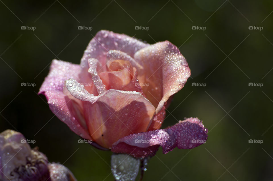 Water drop on rose flower