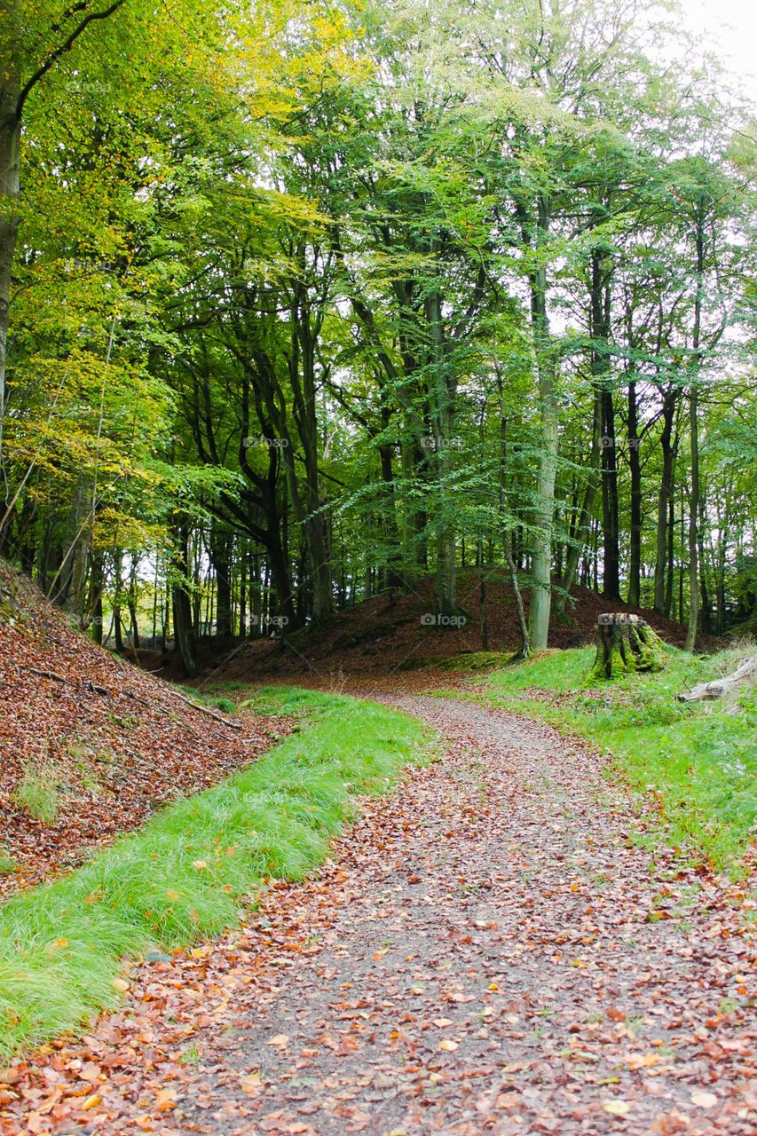 Lonely road in the forest. Shot this in a local nearby forest, on a lovely summerday.