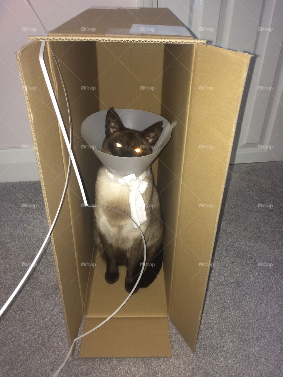 Funny siamese cat with cone in box