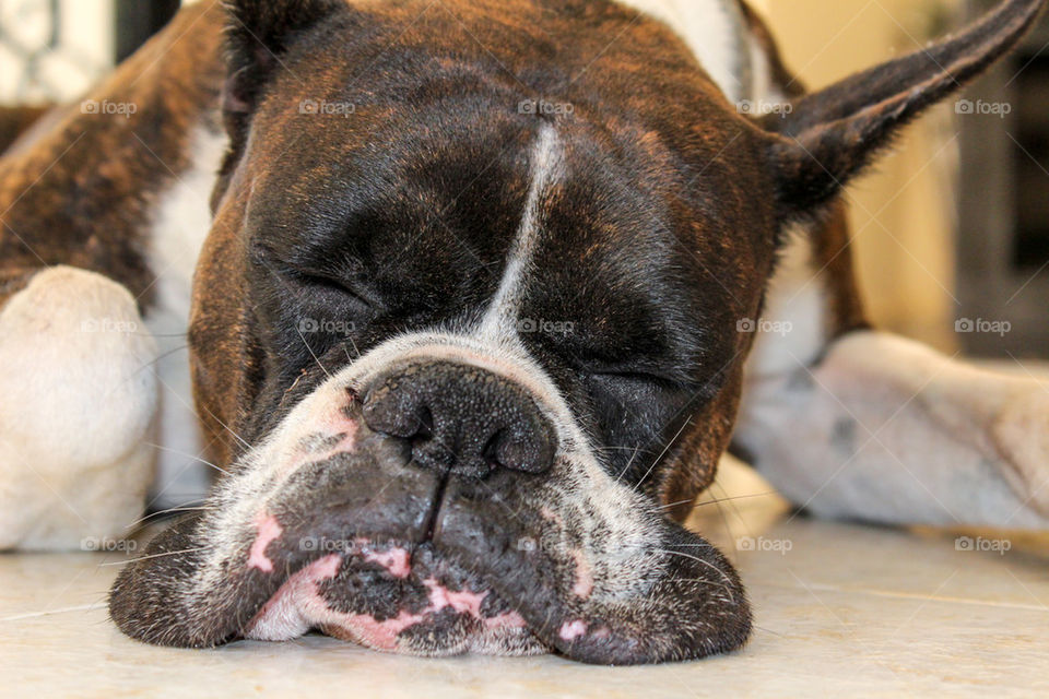 Funny sleeping boxer dog