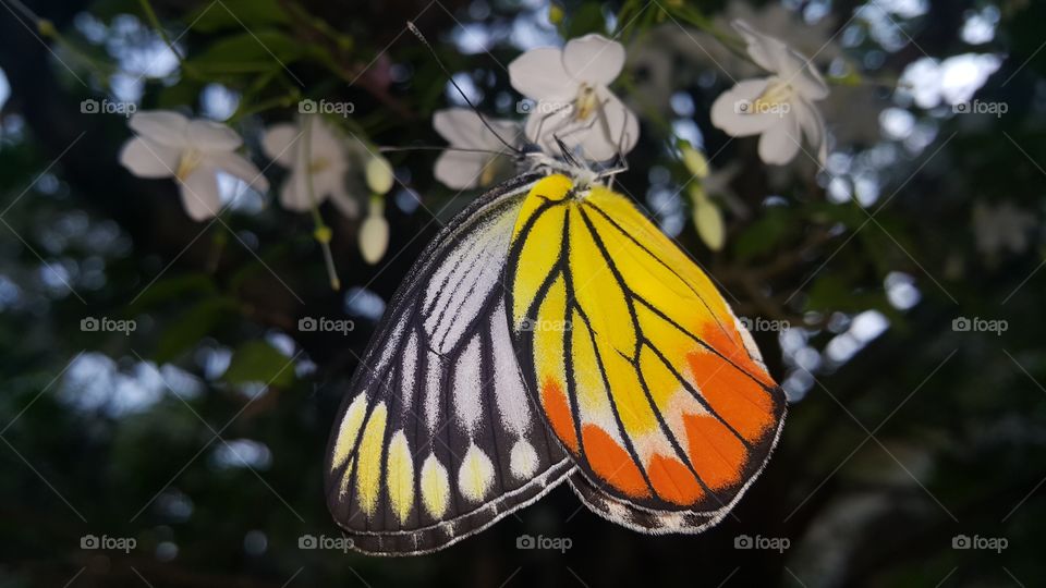 Butterfly