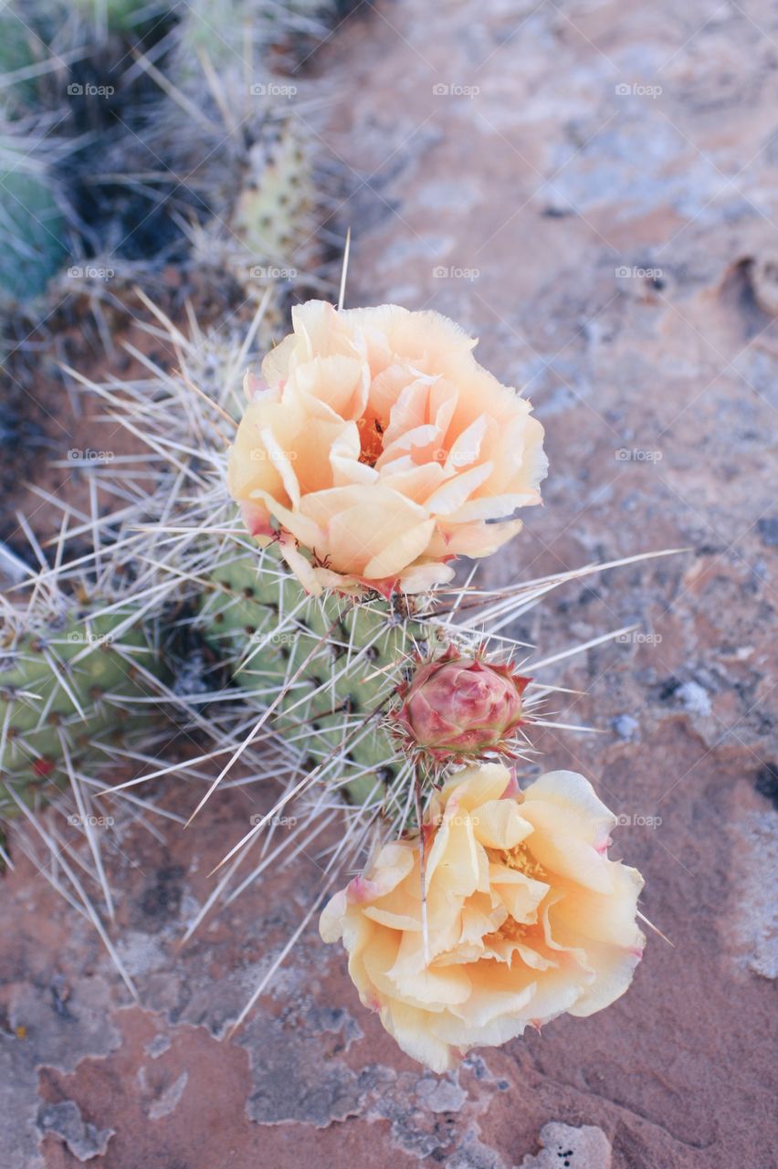 Desert cactus rose 
