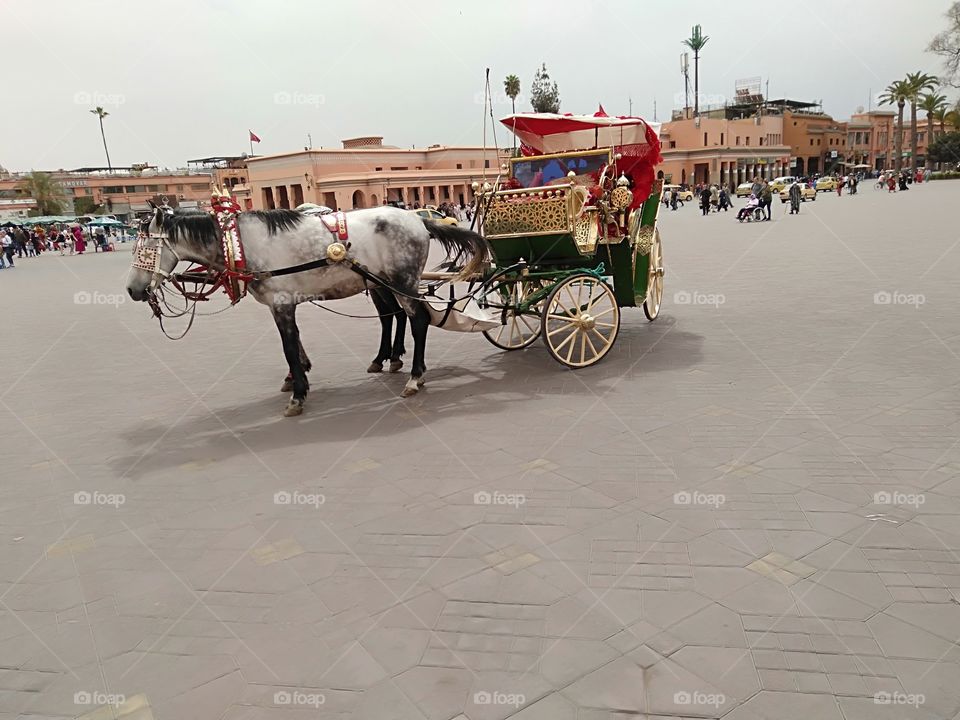 kotchii from Marrakech