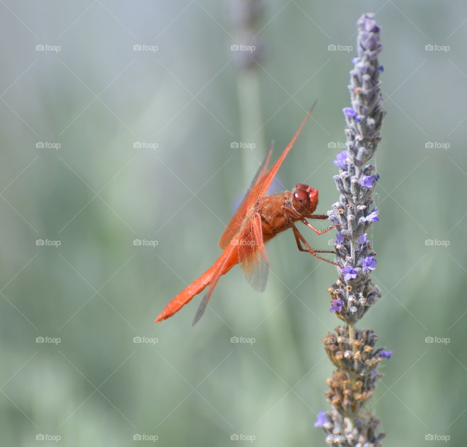 Red dragonfly resting on a purple flower, insect, plant life..