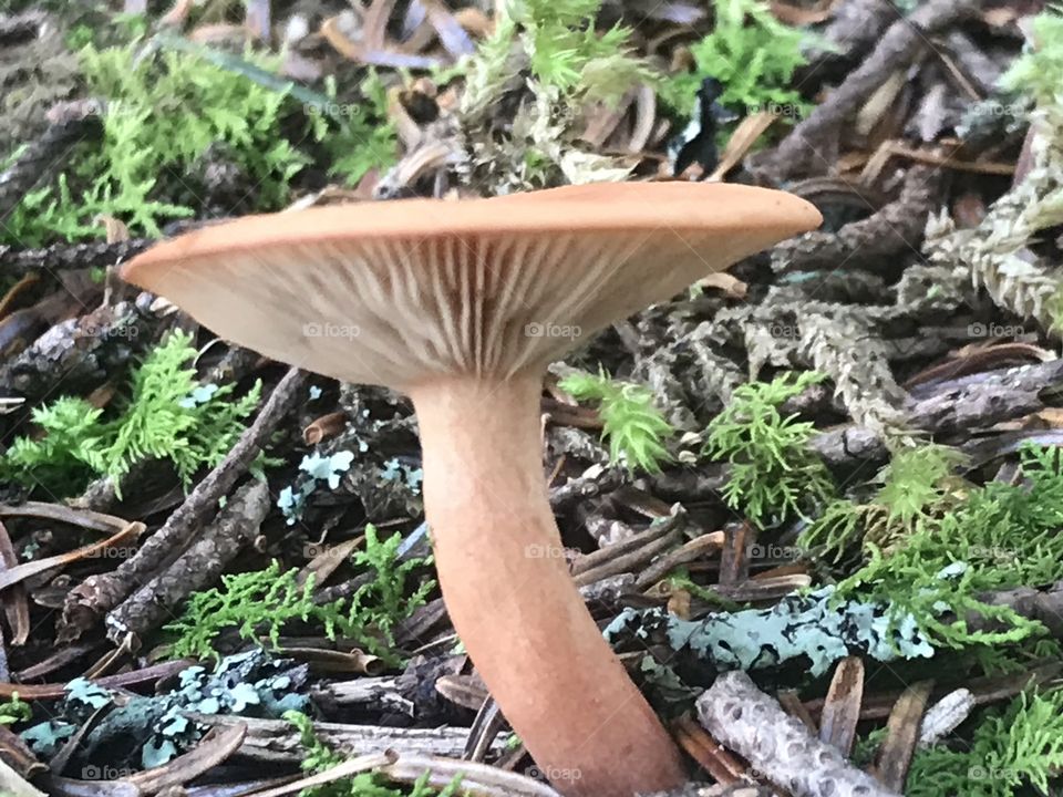 Mushroom 