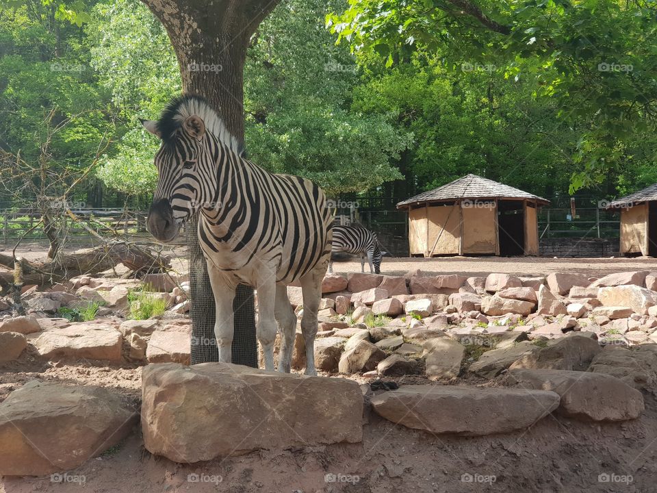 zebra