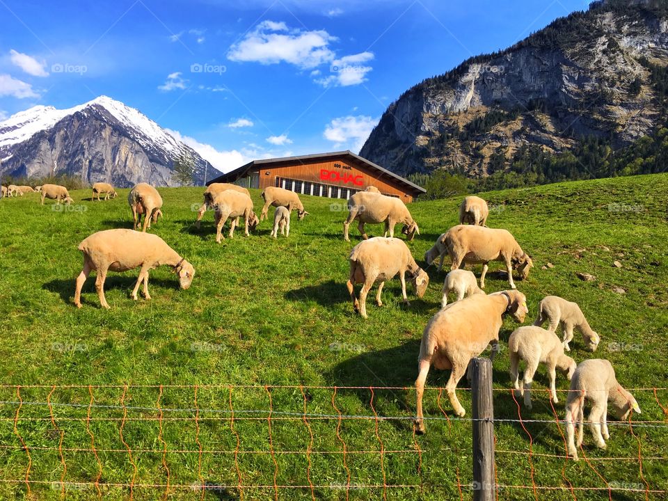 Sheep in mountains 