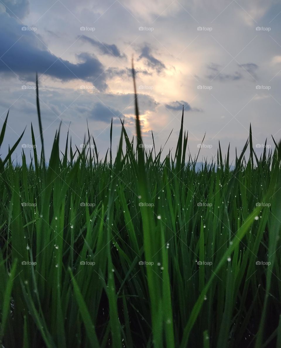 Rice tree