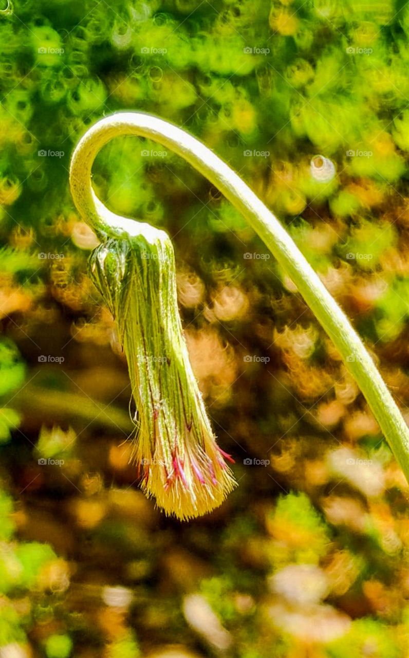 Arnica Tongue-de-Cow: A stem herb, with branched roots, of Brazilian origin. The leaves without petiole, white on the underside, entire or toothed, emerge from the same base of the plant and are tomentose downwards.