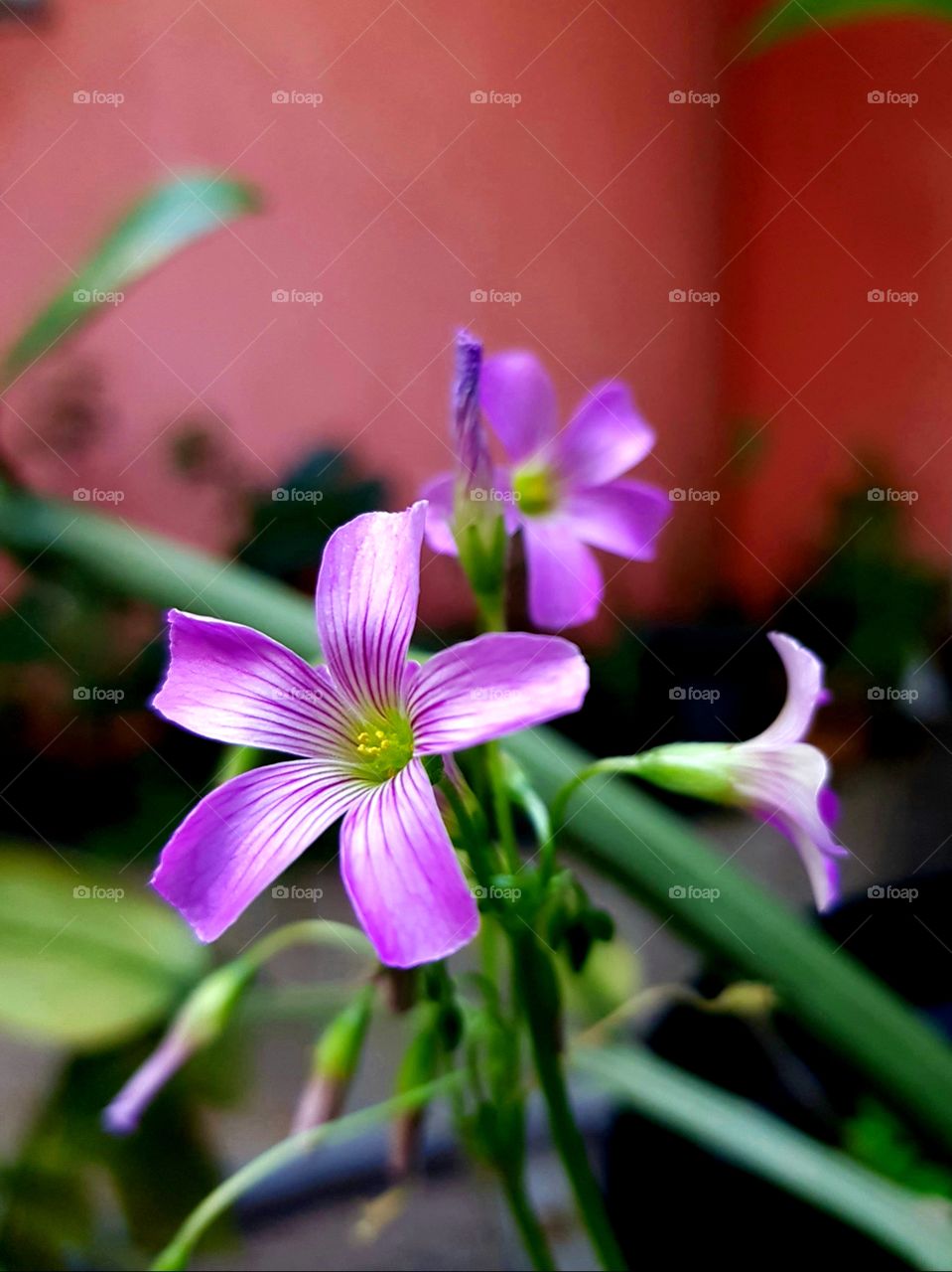The little pink. A exuberância da natureza se mostra em toda a sua forma nessa pequena flor. Singela, delicada e bela.